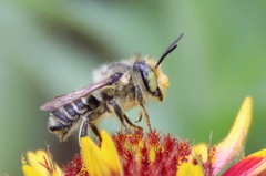 Megachile petulans