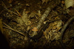 Plethodon hoffmani