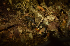 Plethodon hoffmani