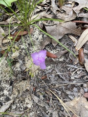 Callisia ornata