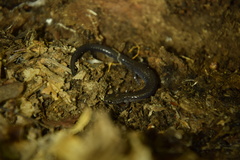 Plethodon hoffmani