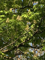Aesculus hippocastanum