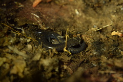 Plethodon hoffmani