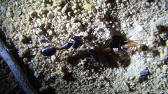 Camponotus thoracicus