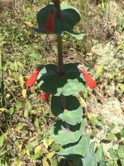 Penstemon murrayanus