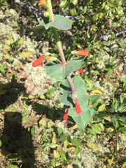 Penstemon murrayanus