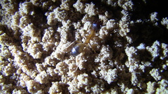 Camponotus thoracicus