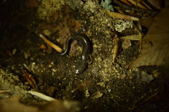 Plethodon hoffmani