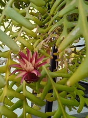 Selenicereus anthonyanus