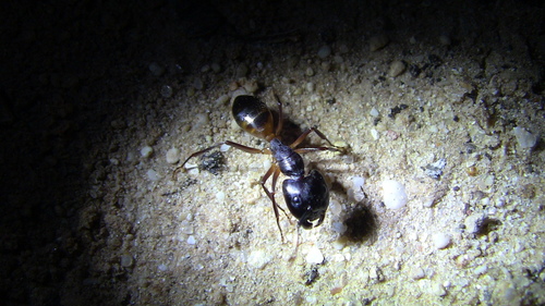 胸弓背蚁Camponotus thoracicus