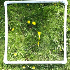 Taraxacum officinale