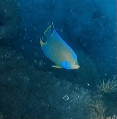 Holacanthus bermudensis