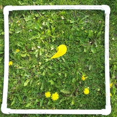 Taraxacum officinale