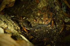 Plethodon hoffmani