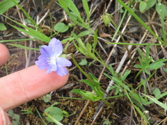 Viola pedatifida