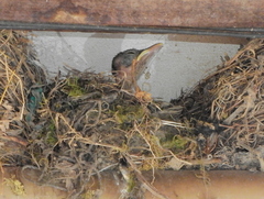 Turdus leucomelas