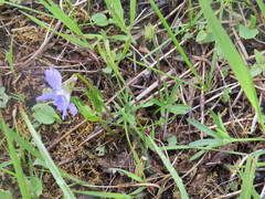 Viola pedatifida