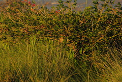 Phacellodomus striaticollis