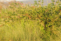 Phacellodomus striaticollis