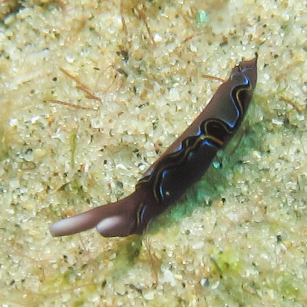 Thuridilla livida