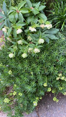 Helleborus foetidus