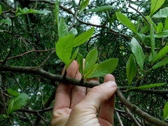 Sideroxylon lycioides