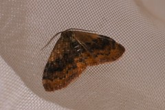 Leptostales ferruminaria