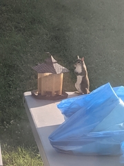 Sciurus carolinensis