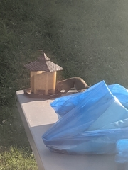 Sciurus carolinensis