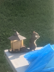 Sciurus carolinensis