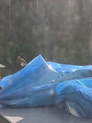 Sciurus carolinensis