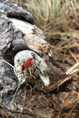 Dictyoptera