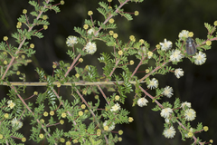 Acacia mitchellii