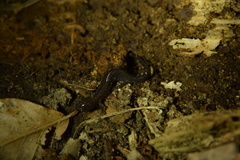 Plethodon hoffmani