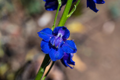 Delphinium uliginosum