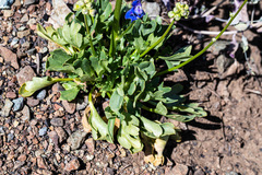 Delphinium uliginosum