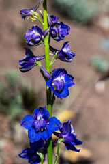 Delphinium uliginosum