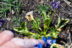 Delphinium uliginosum