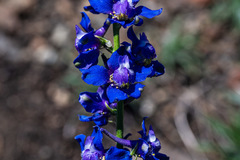 Delphinium uliginosum