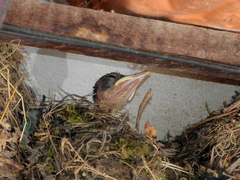 Turdus leucomelas
