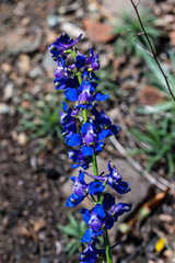 Delphinium uliginosum