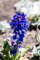 Delphinium uliginosum