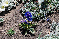 Delphinium uliginosum