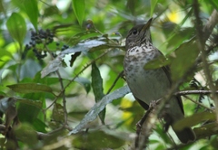 Catharus bicknelli