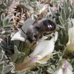 Anthophora ursina