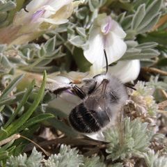Anthophora ursina