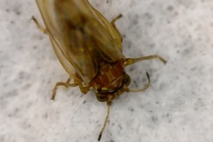Psylloidea
