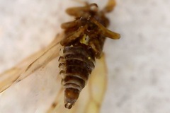 Psylloidea