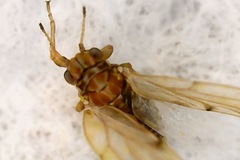 Psylloidea