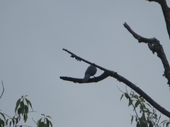 Melanotis caerulescens
